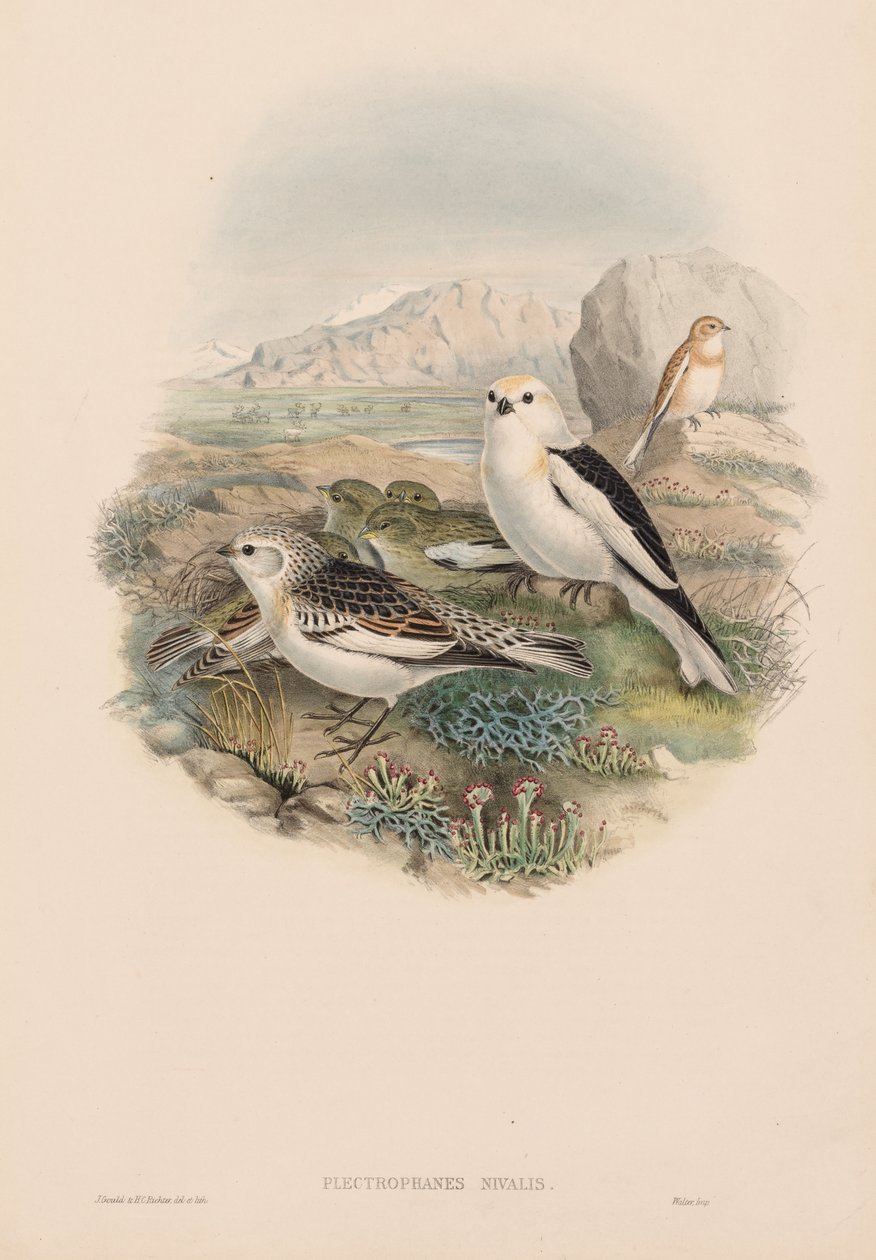 Plestrophanes Nivalis av John Gould