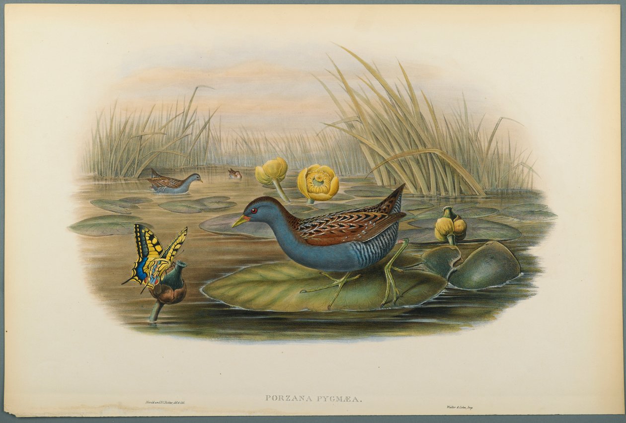 Porzana Pygmaea, Baillons Crane (fargelitho på vevd papir) av John Gould