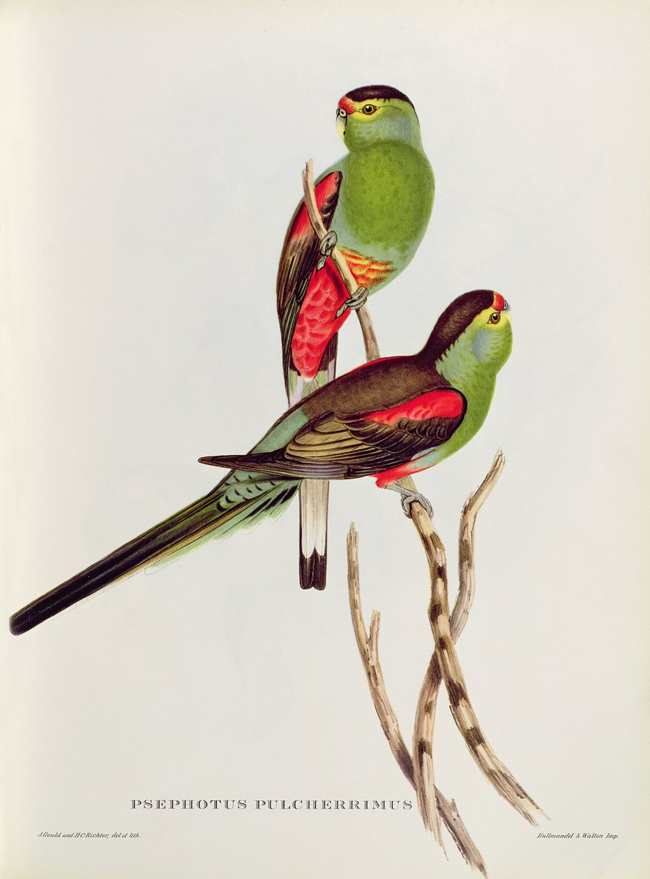 Psephoto av John Gould