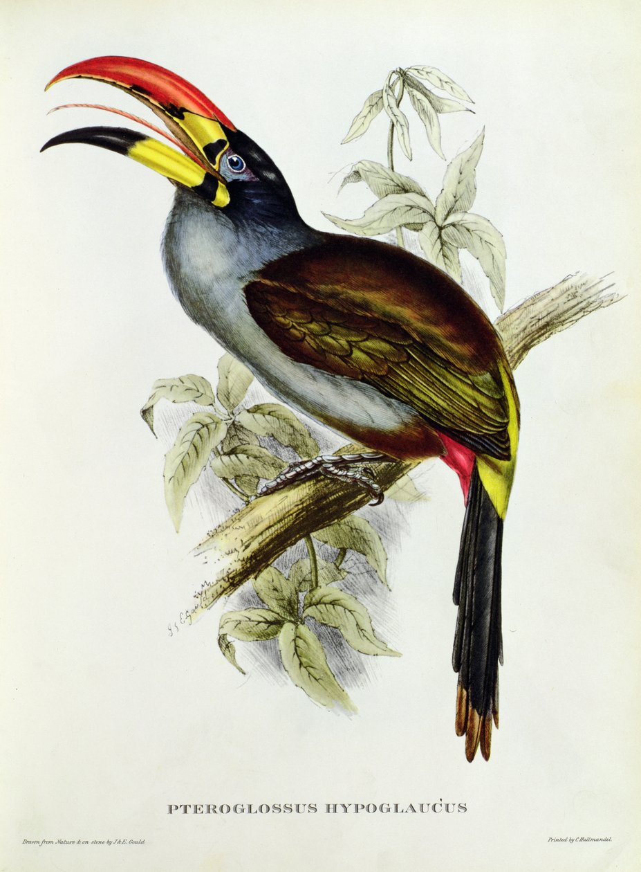 Pteroglossus Hypoglaucus fra "Tropical Birds" av John Gould