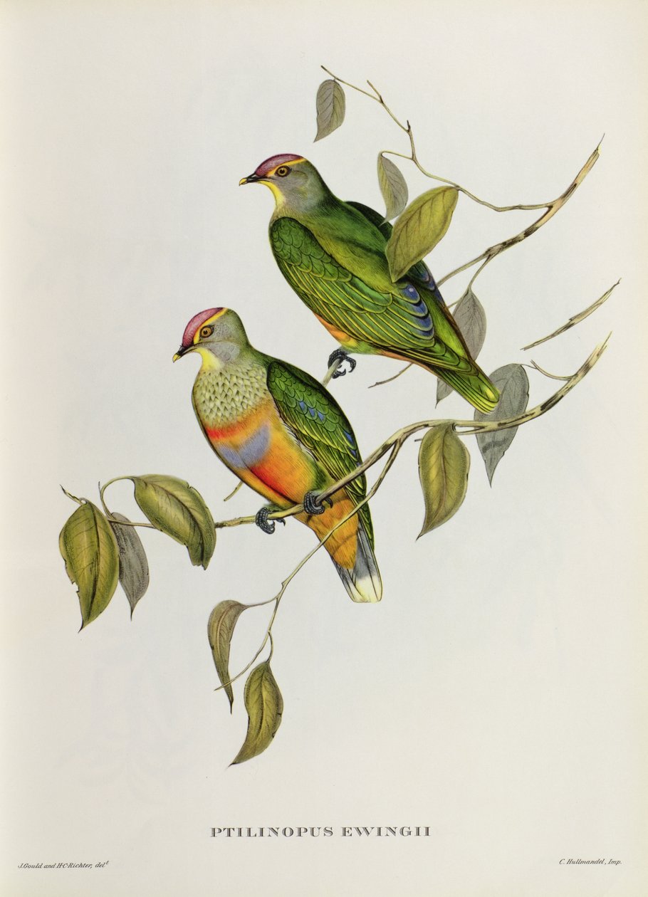 Ptilinopus Ewingii av John Gould
