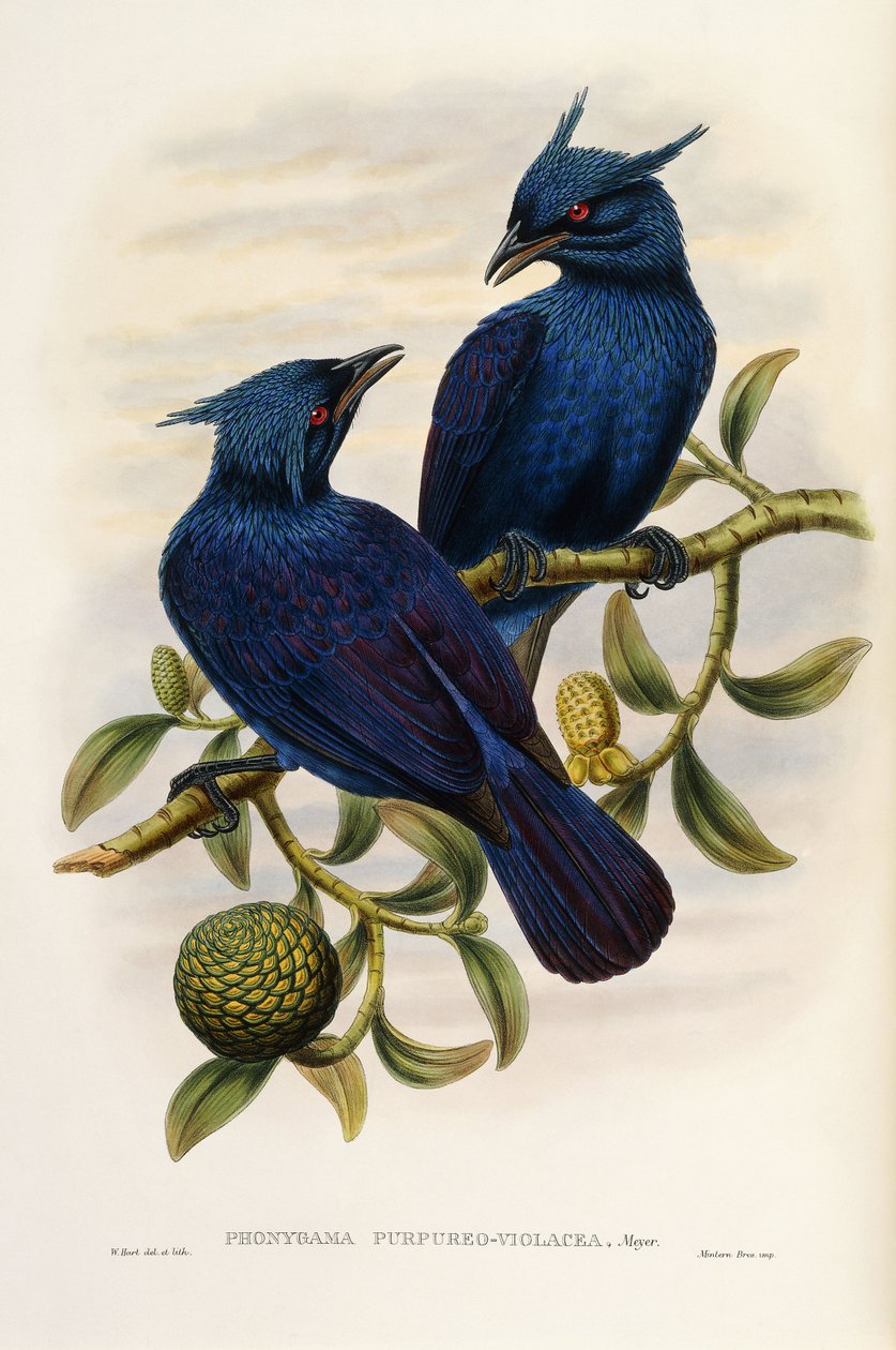 Lilla og fiolett Manucode av John Gould