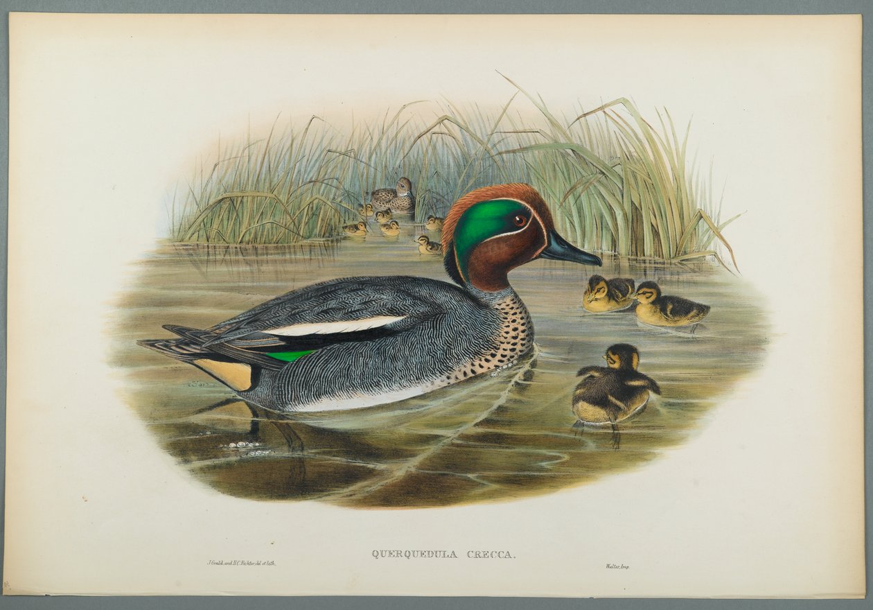 Querquedula Crecca: Blågrønn (farge litho på vevd papir) av John Gould