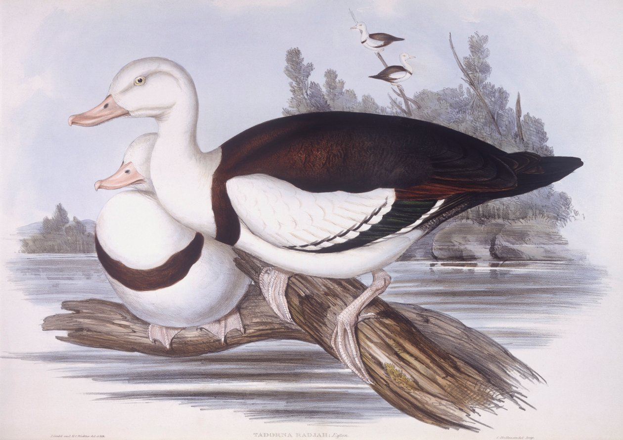 Radjah shelduck (Tadorna radjah), Gravering av John Gould av John Gould