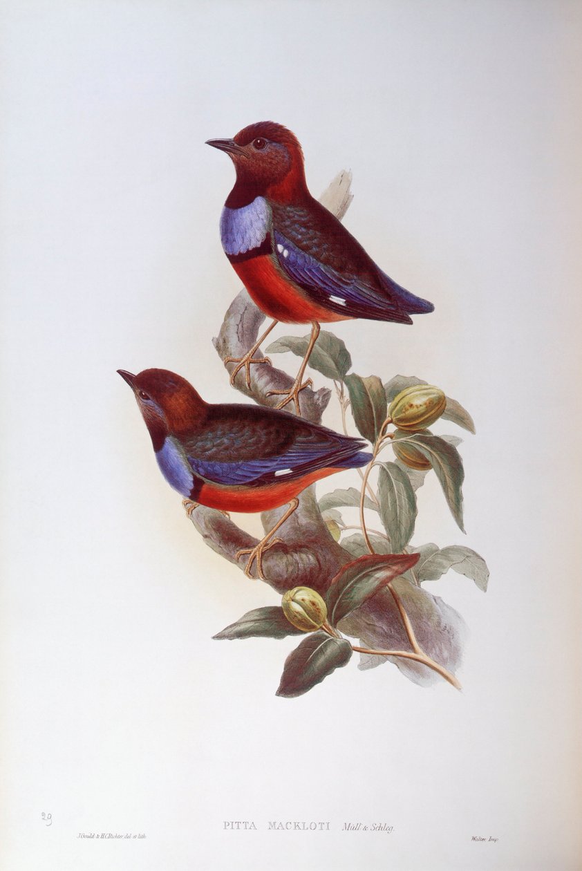 Rødbuget pitta (Pitta erythrogaster), Gravering av John Gould av John Gould