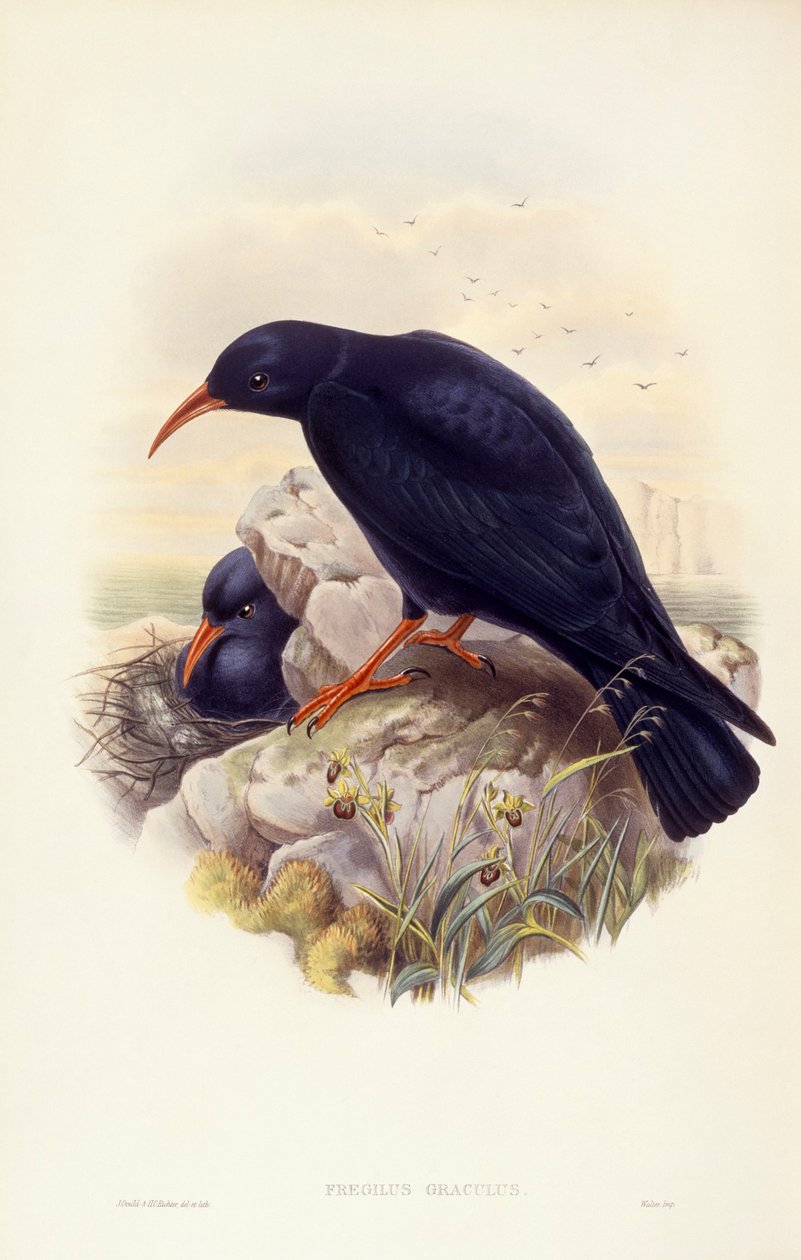 Rødnebbchough (Pyrrhocorax pyrrhocorax), Gravering av John Gould av John Gould