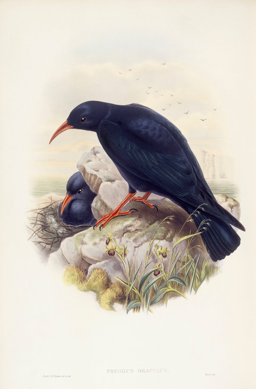 Rødnebbchough (Pyrrhocorax pyrrhocorax), Gravering av John Gould av John Gould