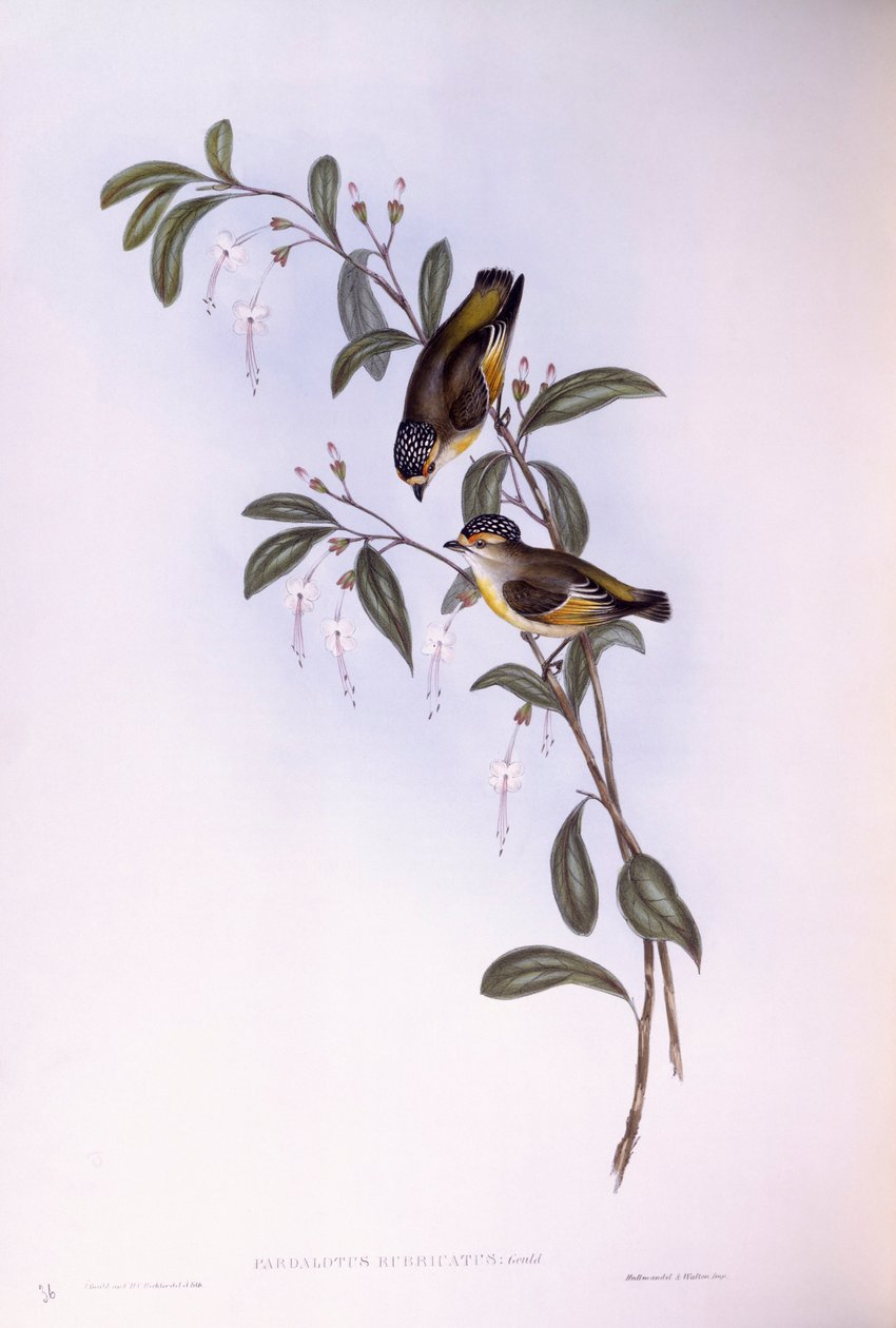 Rødbrynet pardalote (Pardalotus rubricatus), Gravering av John Gould av John Gould