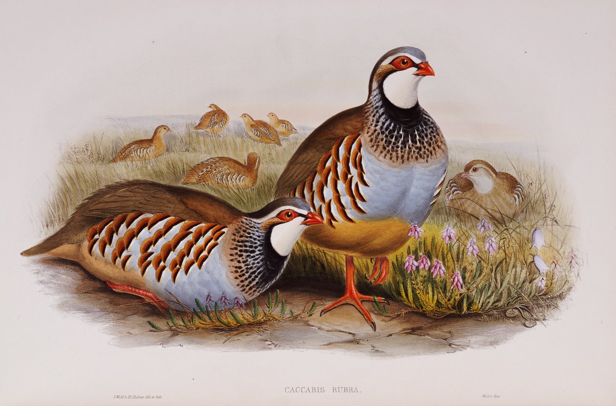 Rødbeinte rapphøns, 1862-73 av John Gould