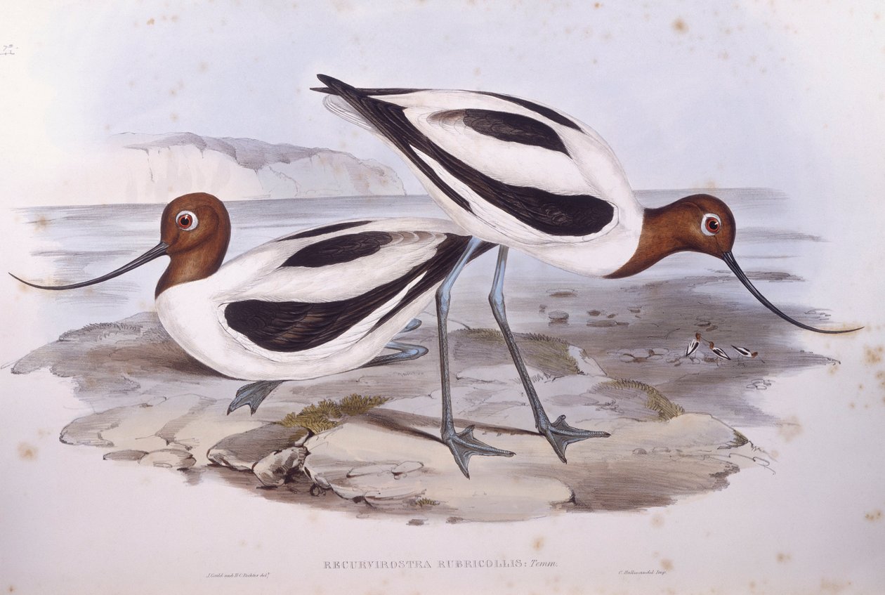 Rødhalset avoket (Recurvirostra novaehollandiae), gravering av John Gould av John Gould
