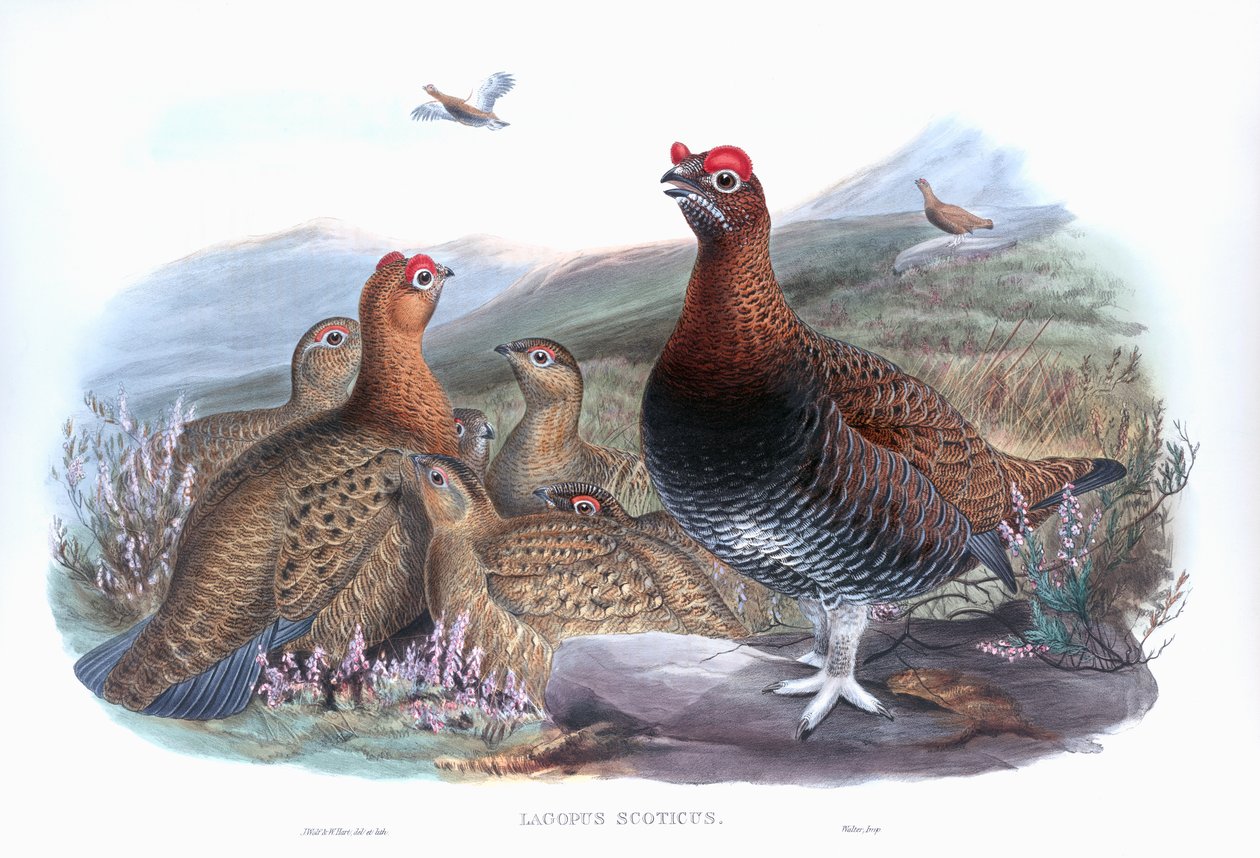 Rype Lagopus lagopus scotica av John Gould