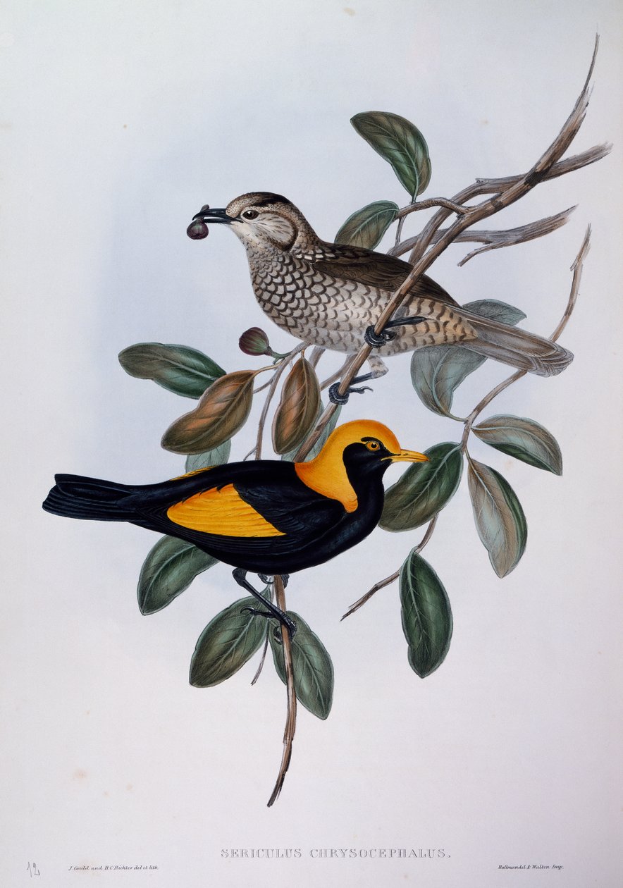 Regent Bowerbird (Sericulus chrysocephalus), gravering fra Birds of Australia av John Gould