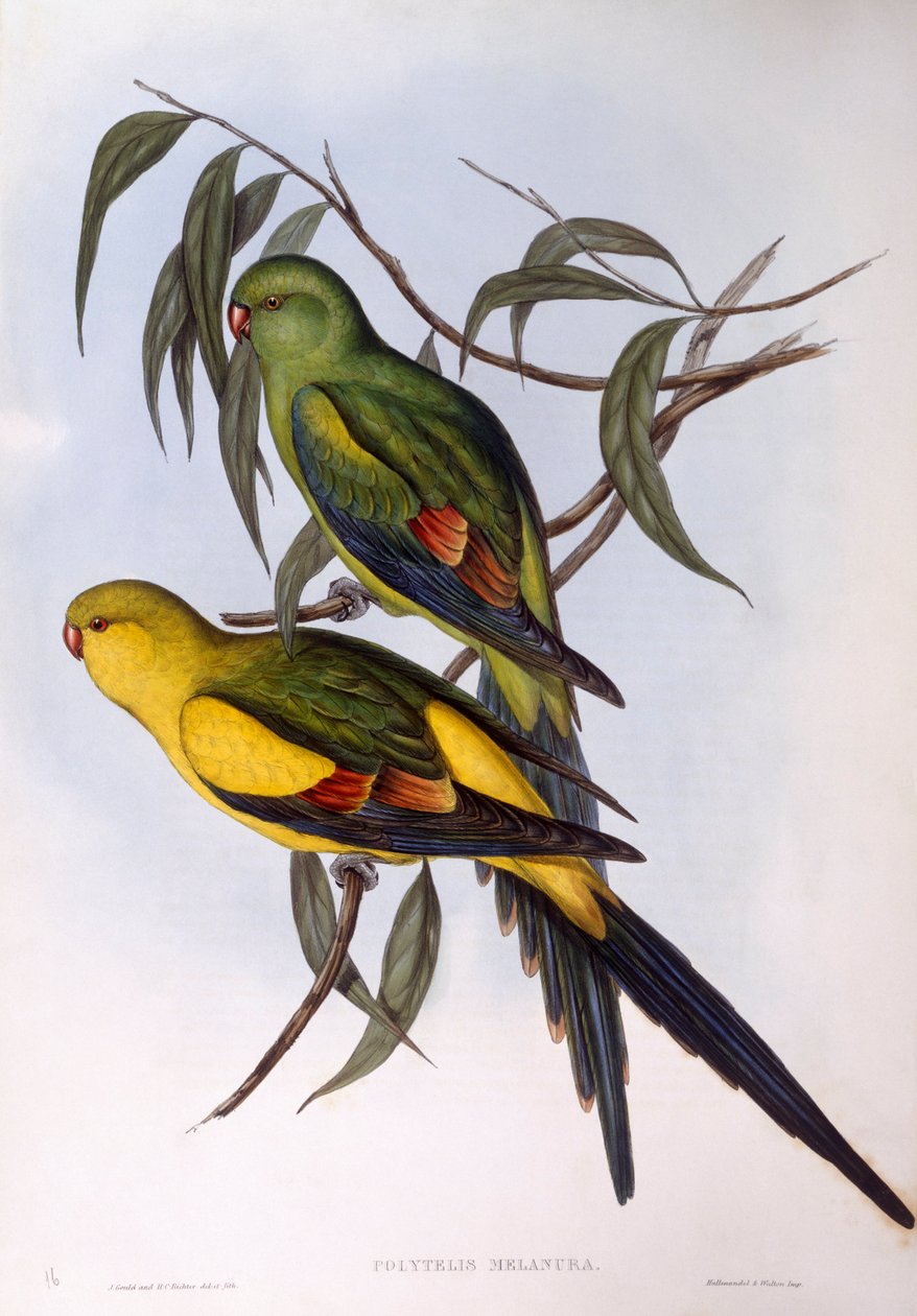 Regent papegøye (Polytelis anthopeplus), Gravering av John Gould av John Gould