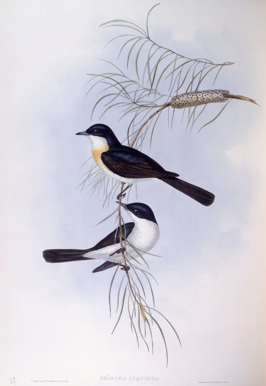 Rastløs fluesnapper (Myiagra inquieta), Gravering av John Gould av John Gould