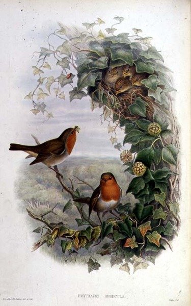 Robin av John Gould