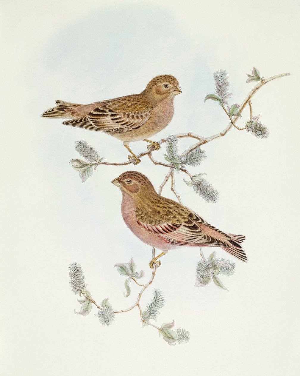 Rosenfink (Erythrospiza incarnata), Gravering av John Gould av John Gould