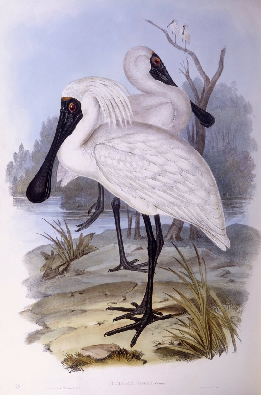 Kongelig skjestork (Platalea regia), Gravering av John Gould av John Gould