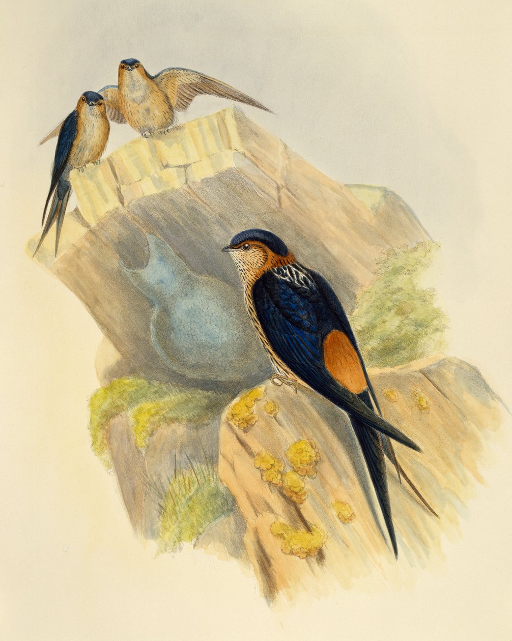 Rufous-bellied Swallow (Hirundo daurica), gravering av John Gould (1804-1881), Storbritannia av John Gould