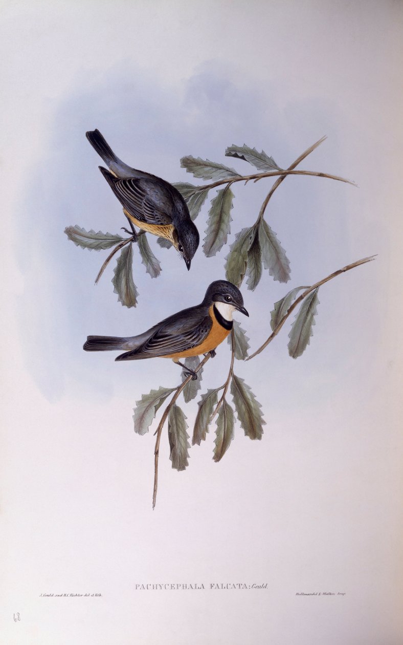 Rufous whistler (Pachycephala rufiventris), Gravering av John Gould av John Gould
