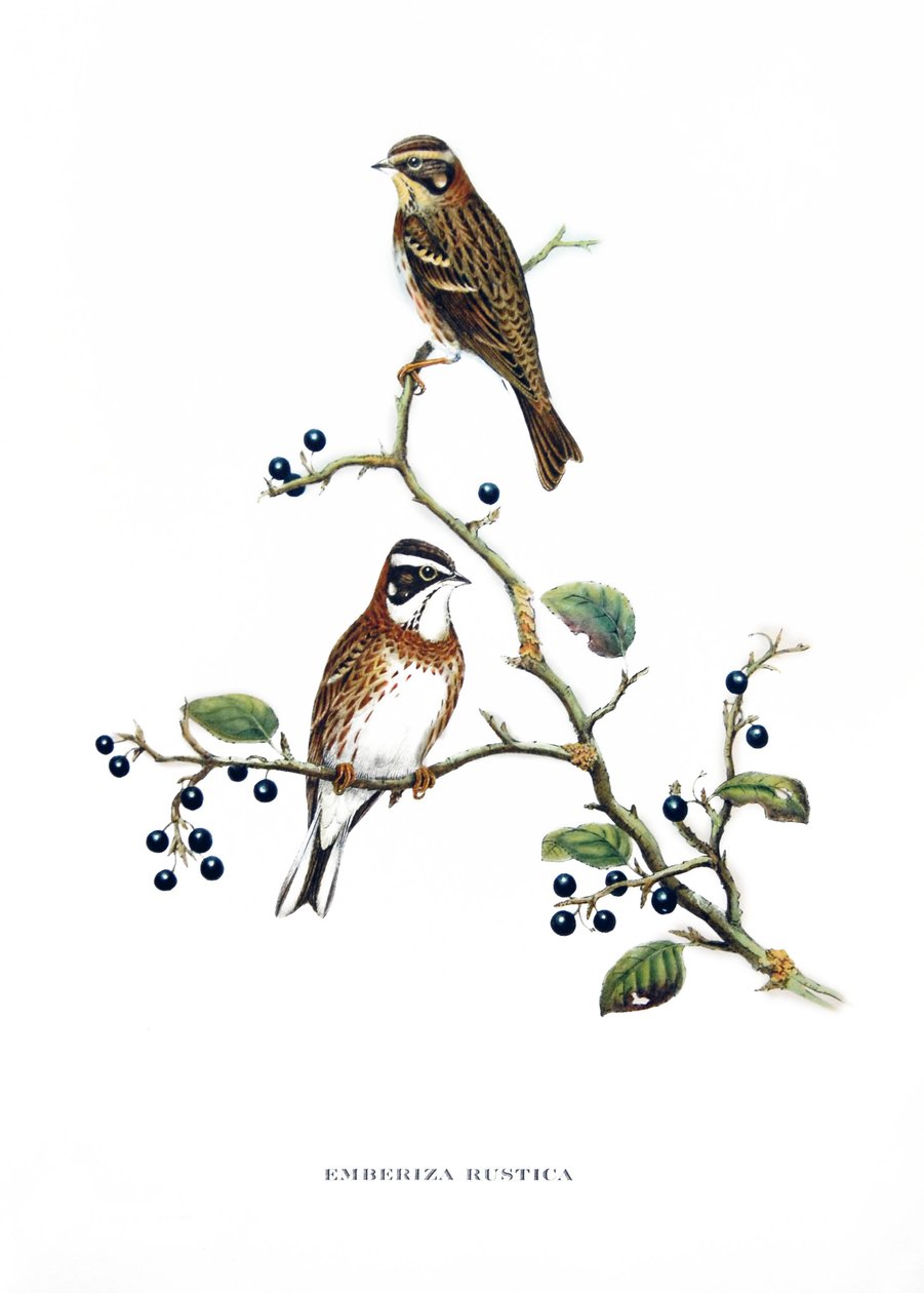  av John Gould