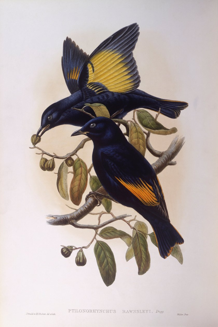 Satinbowerbird (Ptilonorhynchus violaceus), Gravering av John Gould av John Gould