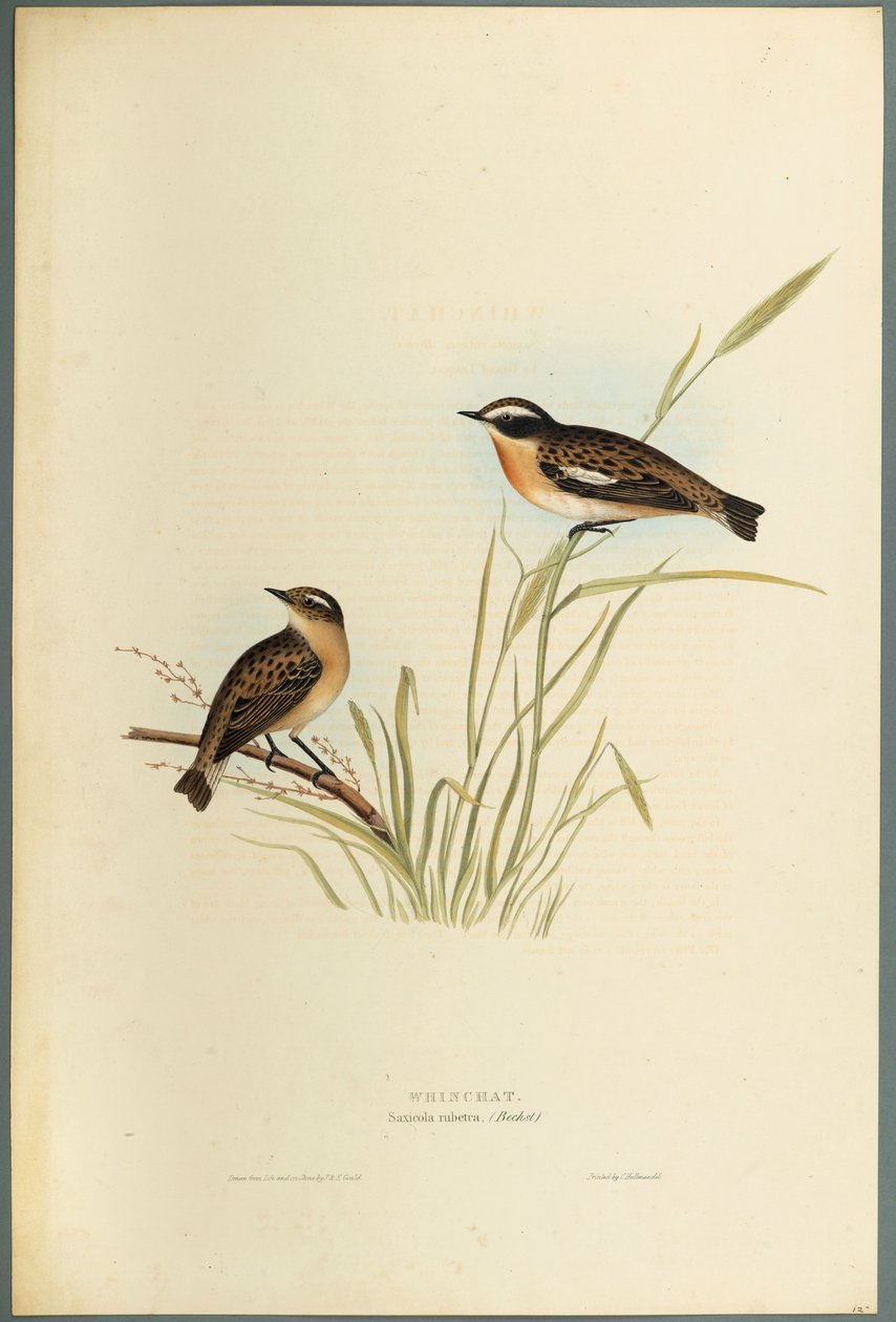 Saxicola Rubetra - Whinchat (fargelitho på vevd papir) av John Gould