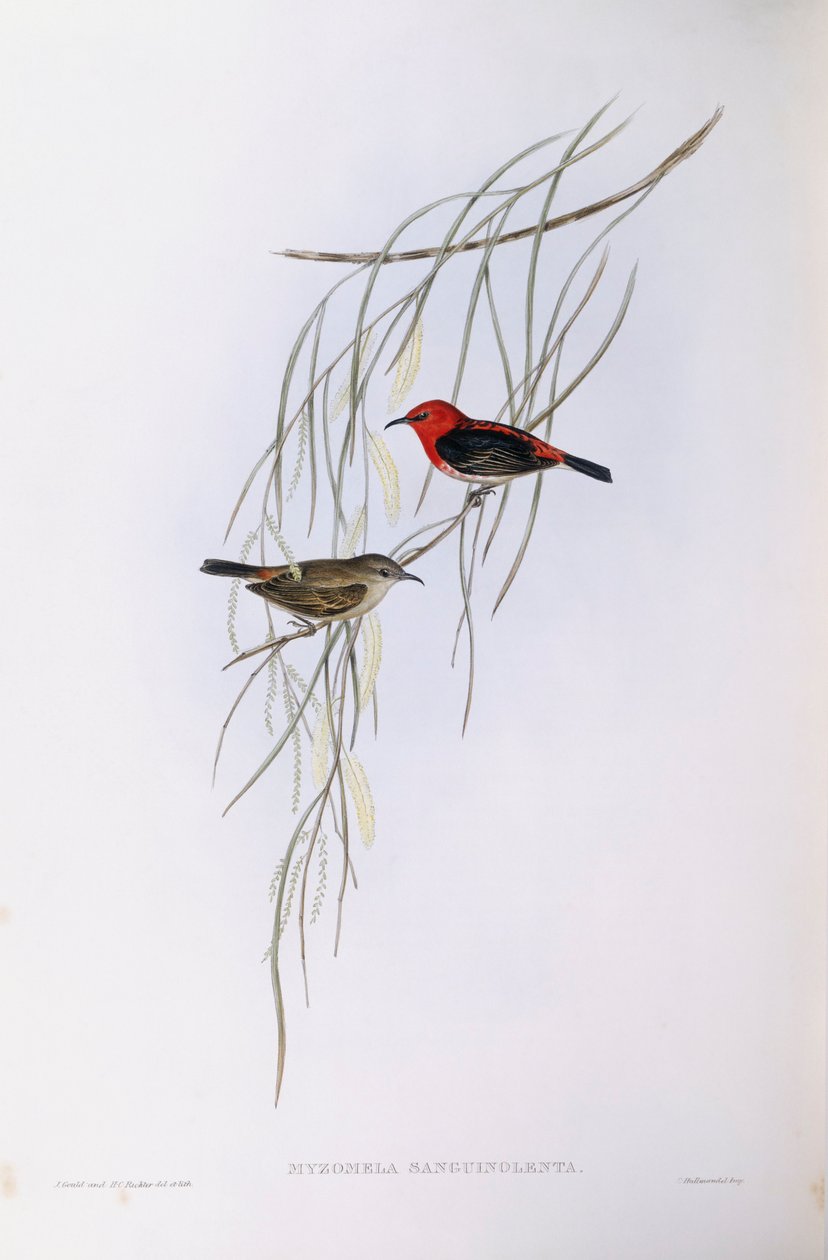 Scarlet myzomela (Myzomela sanguinolenta), Gravering av John Gould av John Gould