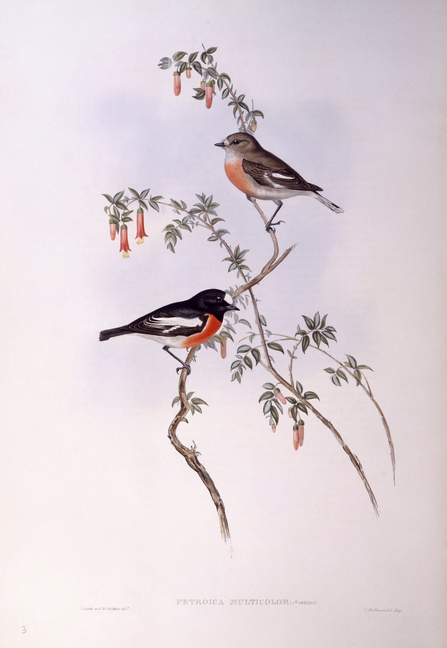 Scarlet robin (Petroica flerfarget), Gravering av John Gould av John Gould