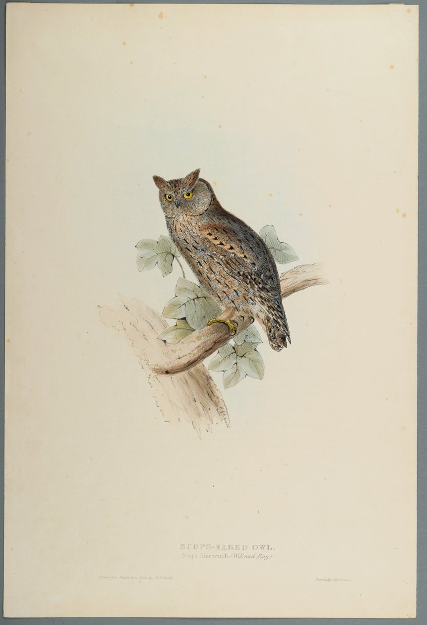 Scops Aldrovandi - Scops Eared Owl (farge litho på vevd papir) av John Gould
