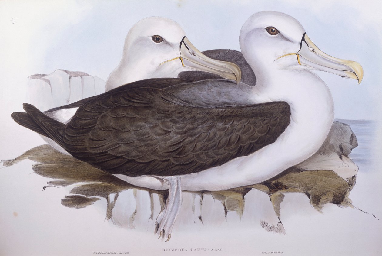 Sjenert albatross (Diomedea o Thalassarche cauta), Gravering av John Gould av John Gould