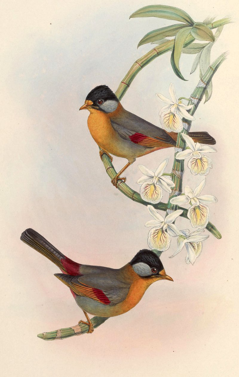 Sølvøret Mesia (sølvøret Leiothrix) Leiothrix argentauris (Hodgson) av John Gould