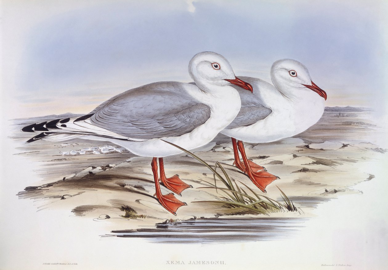 Sølvmåke (Larus novaehollandiae), Gravering av John Gould av John Gould