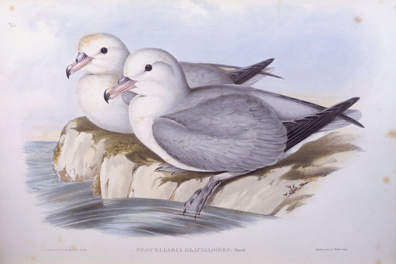 Southern fulmar (Fulmarus glacialoides), Gravering av John Gould av John Gould