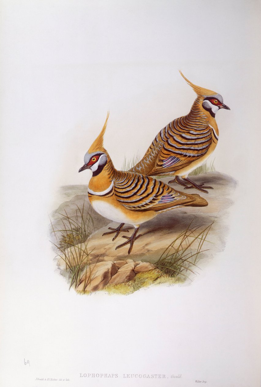 Spinifex due (Lophophaps eller Geophaps plumifera leucogaster), gravering av John Gould av John Gould
