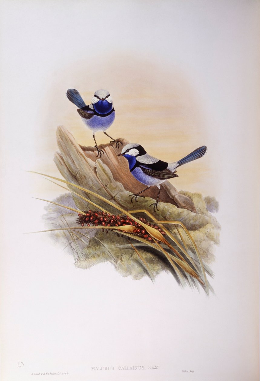 Splendid fairywren (Malurus splendens), Gravering av John Gould av John Gould