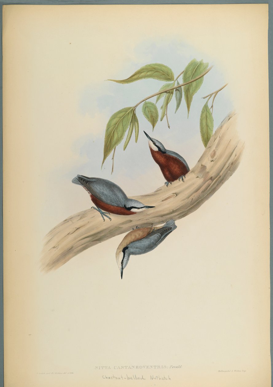 Stila Castaneoventris, Kastanje-Bellied Nuthatch (fargelitho på vevd papir) av John Gould