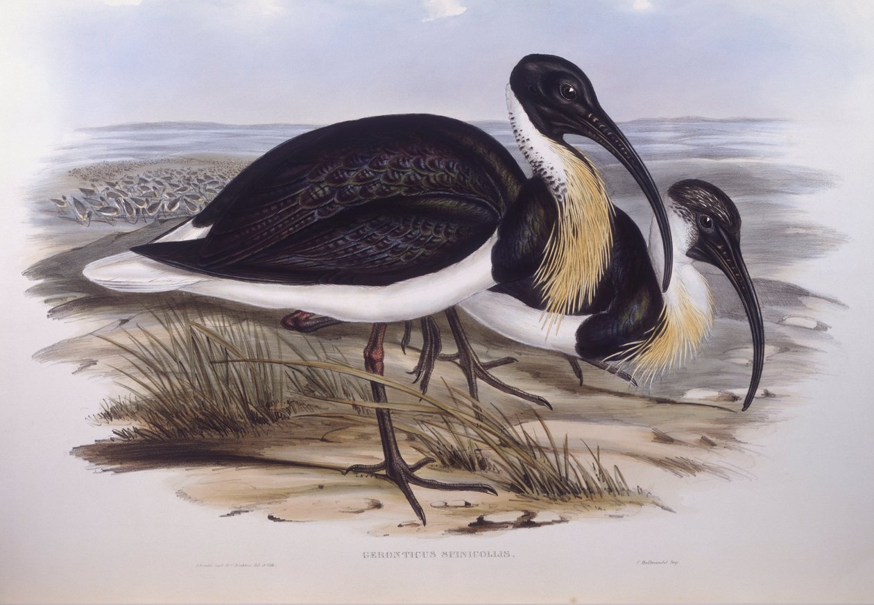 Halmhals ibis (Threskiornis spinicollis), Gravering av John Gould av John Gould