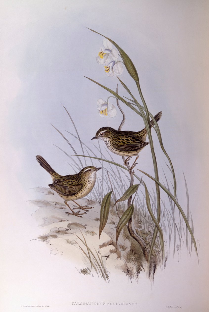 Trådstripet calamanthus (Calamanthus fuliginosus), Gravering av John Gould av John Gould