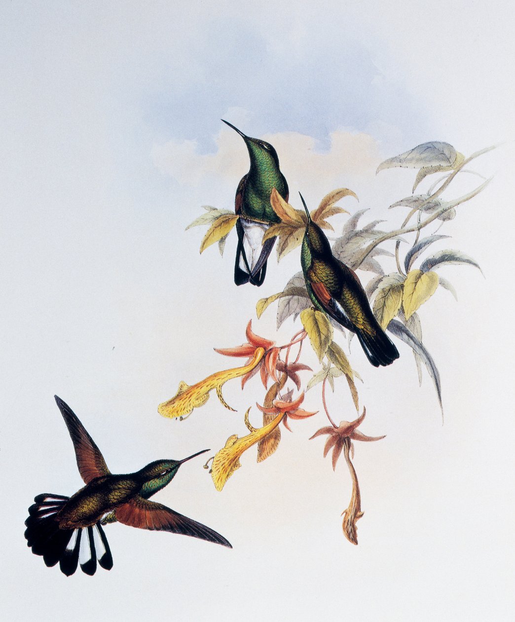 Stripe-tailed Hummingbird (Eupherusa eximia), gravering fra Monograph of Trochilidae eller Humming Birds (1849-1861), av John Gould (1804-1881), Storbritannia av John Gould