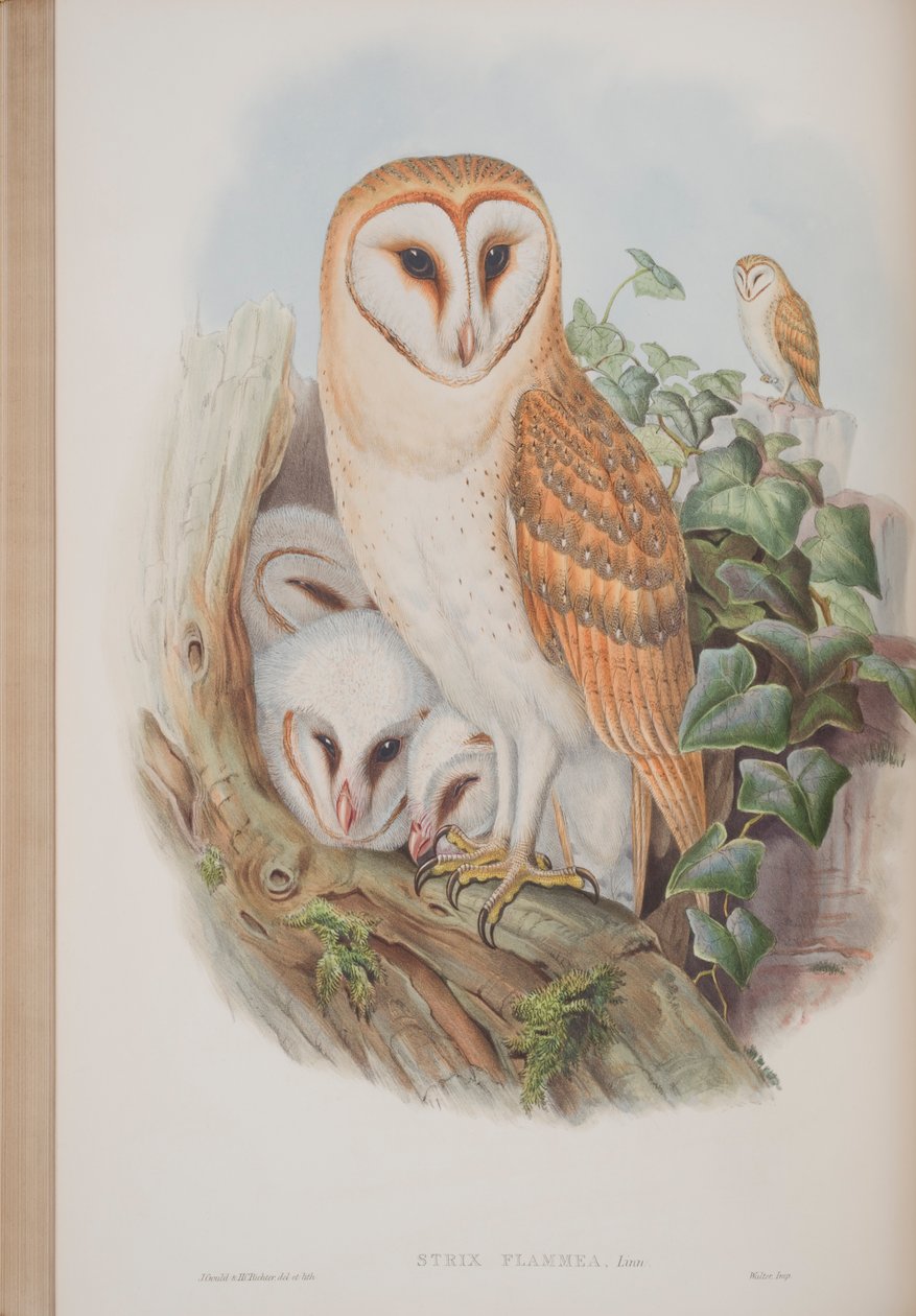 Strix Flammea, tallerken fra The Birds of Great Britain av John Gould, utgitt 1862-73 (håndfarget lito) av John Gould