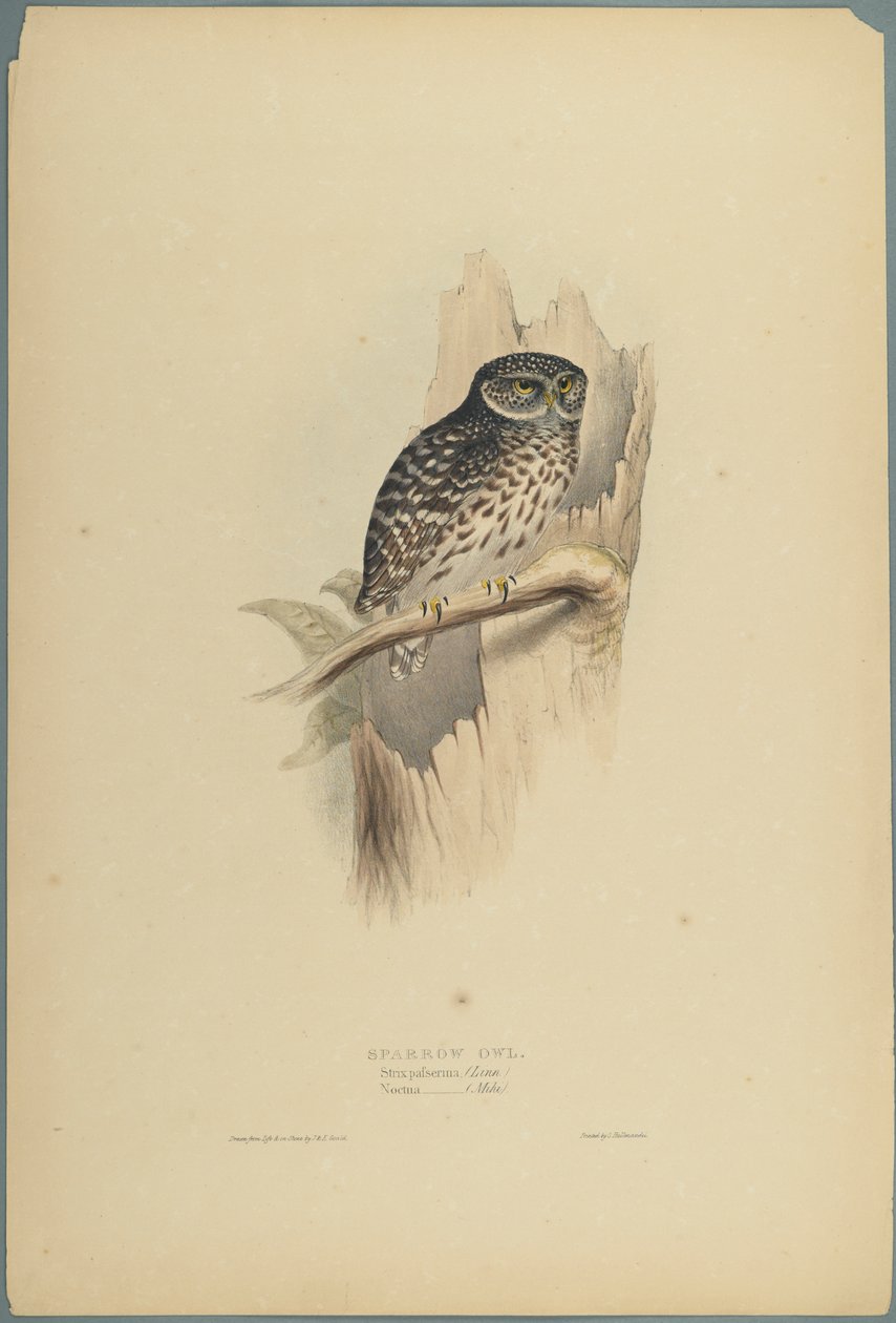 Strix Pafsernia - Noctua (fargelitho på vevd papir) av John Gould