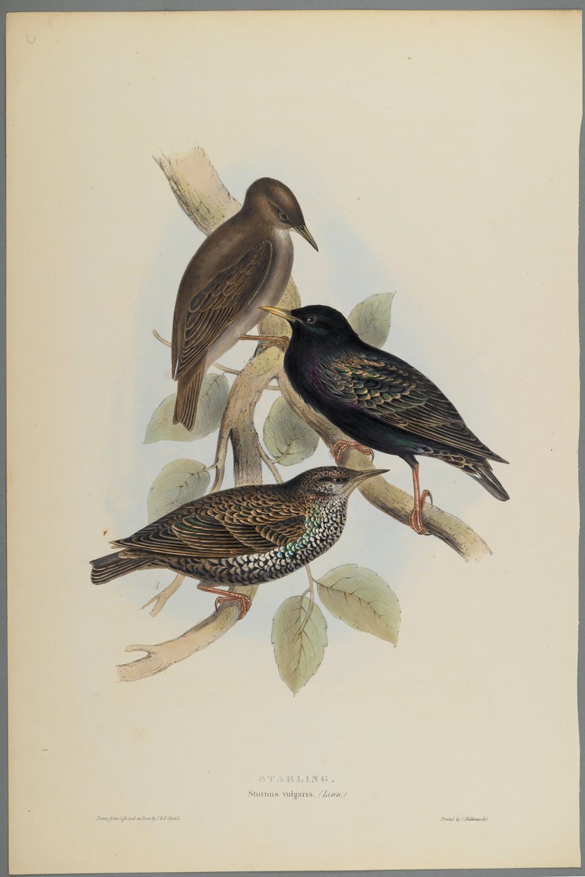 Sturnus Vulgaris - Stær (fargelitho på vevd papir) av John Gould