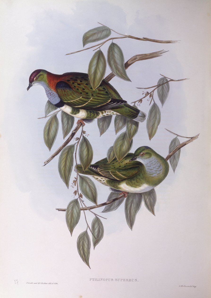 Suveren fruktdue (Ptilinopus superbus), Gravering av John Gould av John Gould