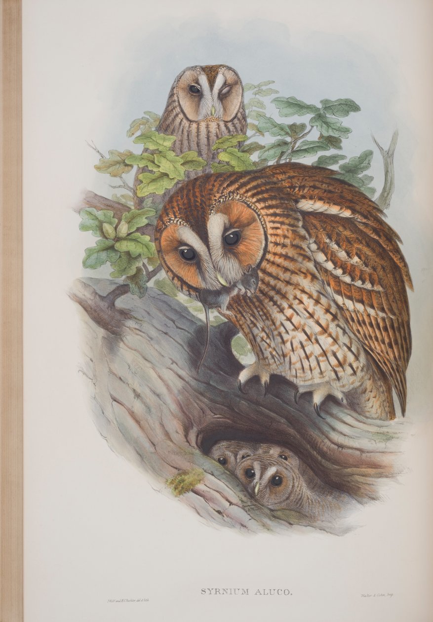 Syrnium Aluco, plate fra The Birds of Great Britain av John Gould, utgitt 1862-73 (håndfarget lito) av John Gould