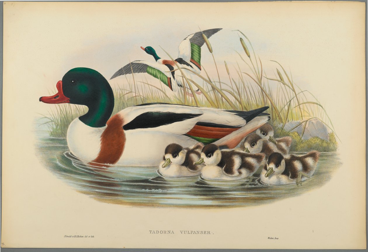 Tadorna Vulpanser: Sheldrake (fargelitho på vevd papir) av John Gould
