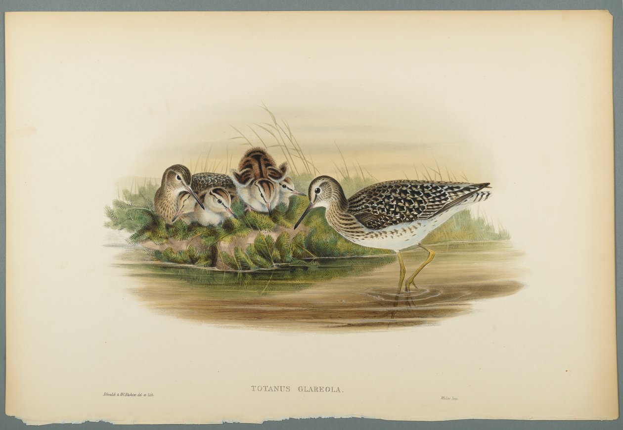 Totanus Glareola - Wood Sandpiper (farge litho på vevd papir) av John Gould