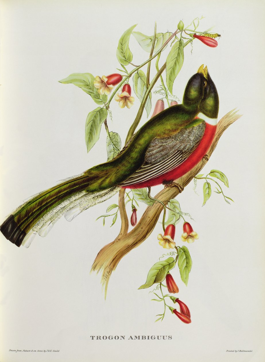 Trogon Ambiguus fra 