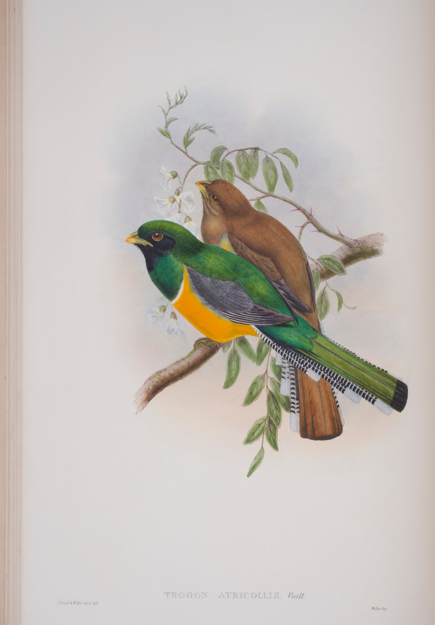 Trogon Atricollis, plate fra The Birds of Great Britain av John Gould, utgitt 1862-73 (håndfarget lito) av John Gould