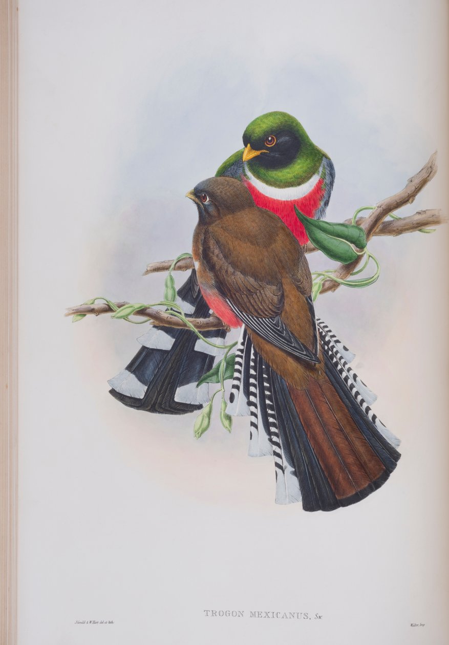 Trogon Mexicanus, plate fra The Birds of Great Britain av John Gould, utgitt 1862-73 (håndfarget lito) av John Gould