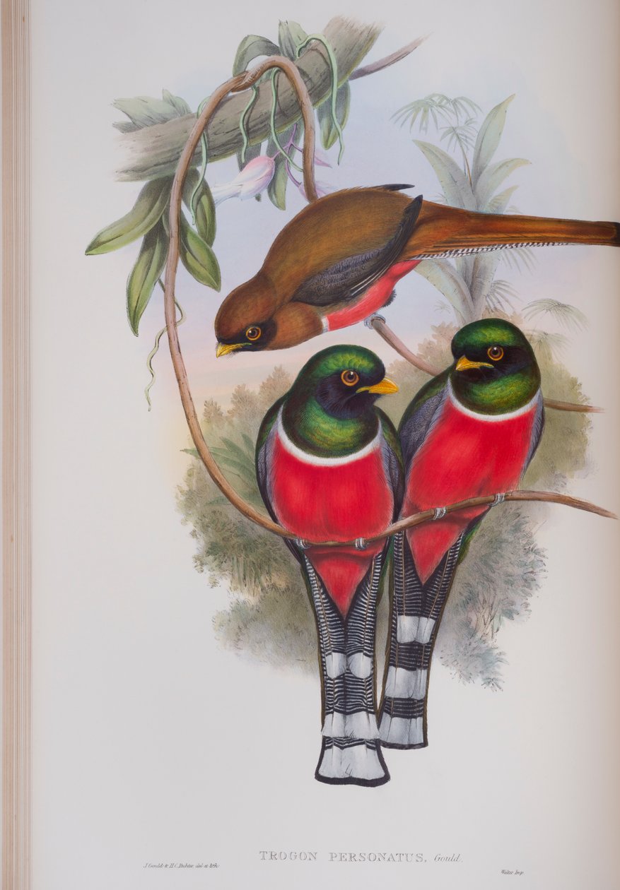 Trogon Personatus, plate fra The Birds of Great Britain av John Gould, utgitt 1862-73 (håndfarget lito) av John Gould